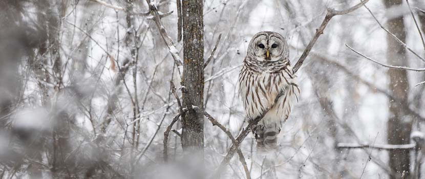 A barred owl perches on a branch in the snow.