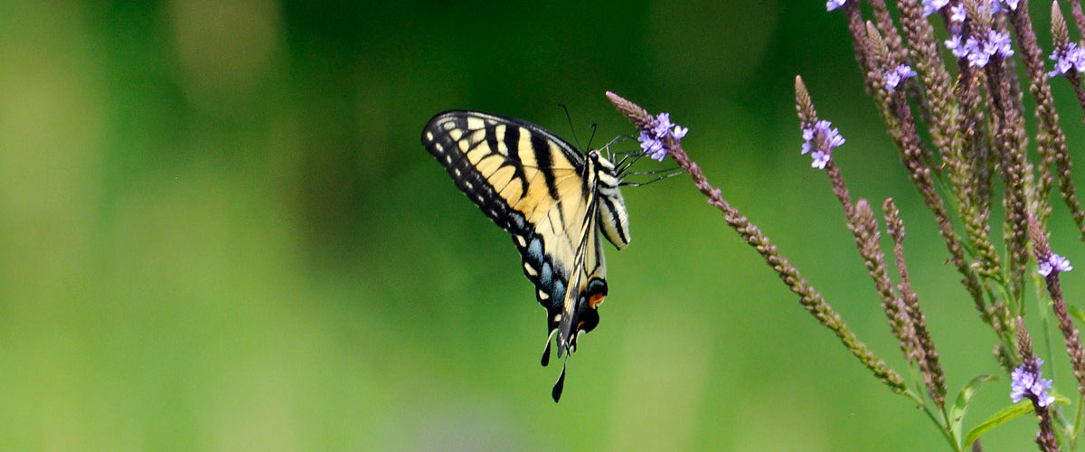 A black and yellow butterfly clinks to a purple flower.