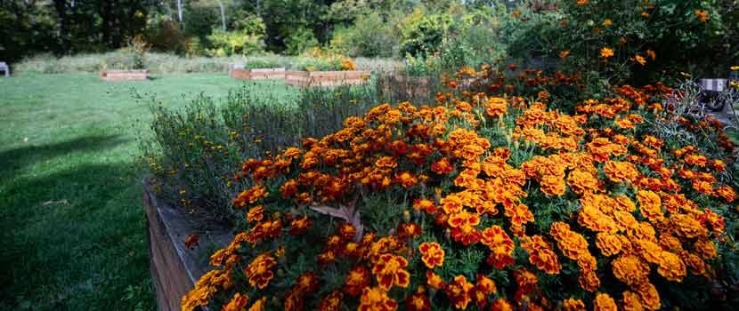 Brilliant gold marigold flowers explode from a raised garden bed at Dyers Garden at Silverwood Park. 