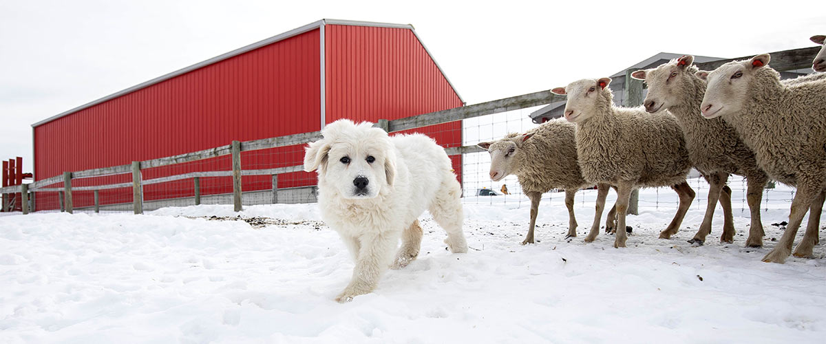a white Great Pyrenees Dog in the snow with a fence and red barn behind it and Finn sheep off to the side at Gale Woods Farm in Minnetrista, Minnesota