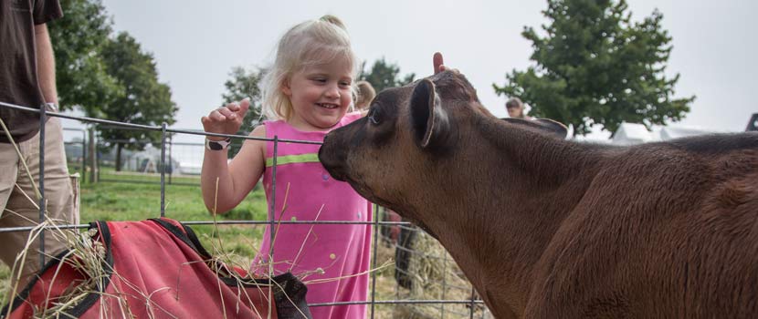 A girl pets a cow at Gale Woods Farm.