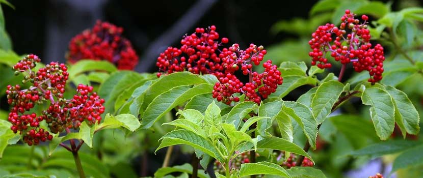 The bright berry clusters of a red-berried elder plant pop out against the green foliage.
