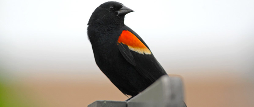 A red-winged black bird perches on a sign in a park.