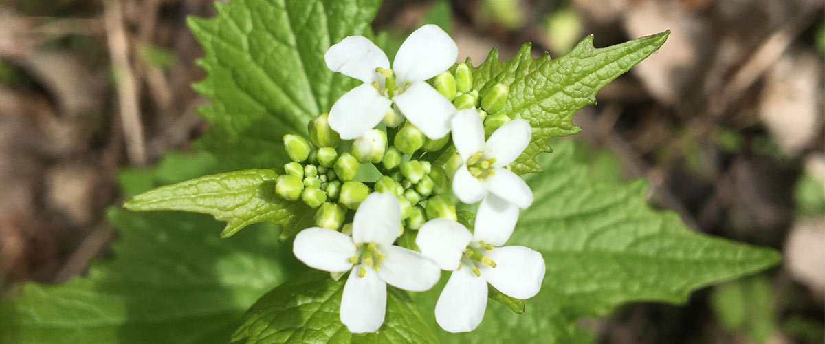 A cluster of white flowers bloom at the top of a garlic mustard plant.
