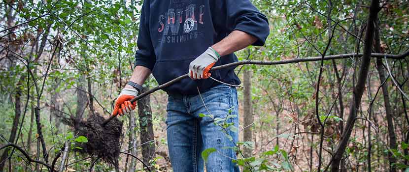 A person holds an uprooted buckthorn plant.