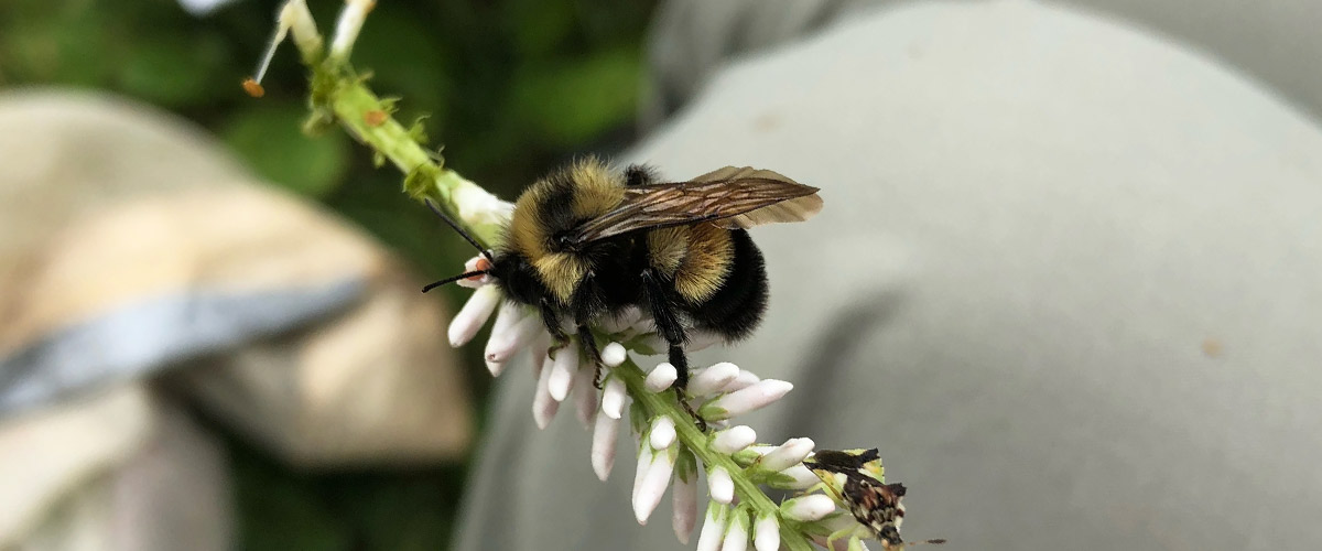 A bumble bee rests on a flower.
