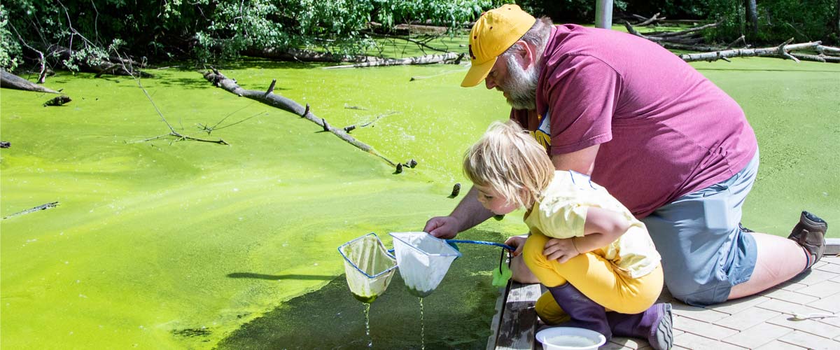 A boy and his grandfather use small nets to scoop larva out of a pond.
