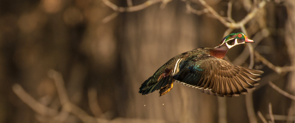 A male wood duck files through the air in the fall.