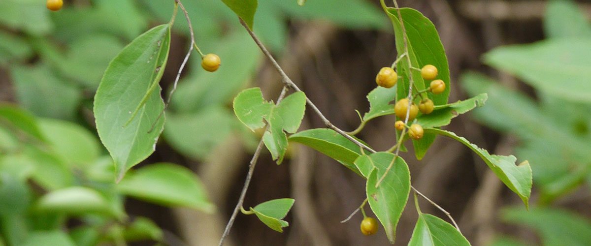 Close-up of the green leaves and fruit of the Oriental bittersweet plant, an invasive species in Minnesota.