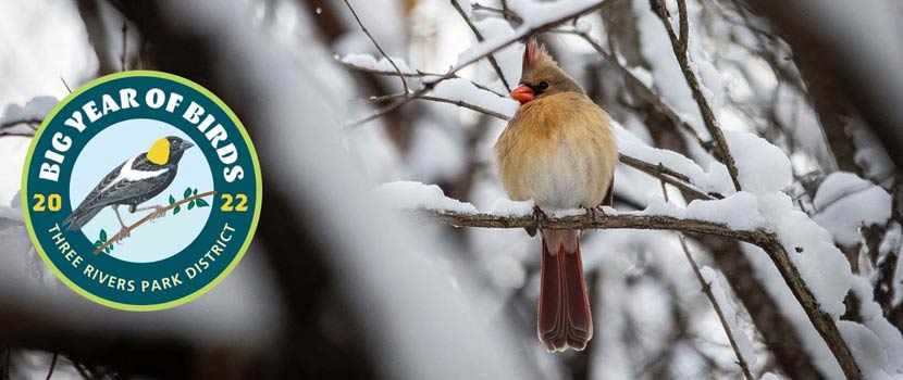 A cardinal sits on a snowy branch. A Big Year of Birds logo is on the left side of the photo.