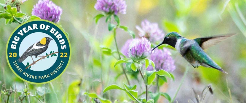A hummingbird flutters near a clover. A Big Year of Birds logo is on the left side of the photo.