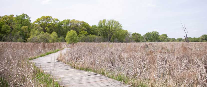 A boardwalk weaves through grasses. Green trees are in the distance.