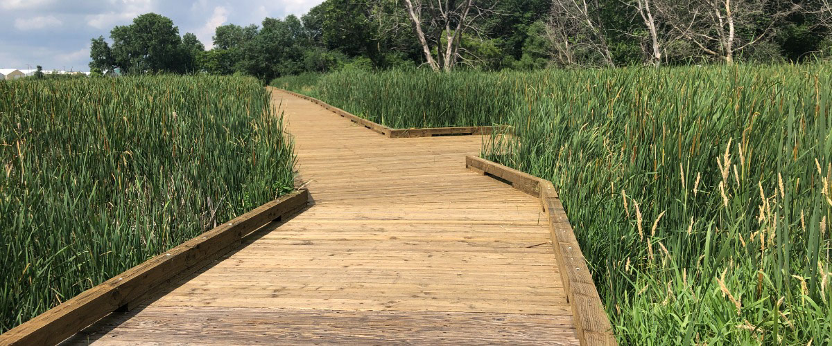 a view of the MAC Nature Area boardwalk and surrounding marsh