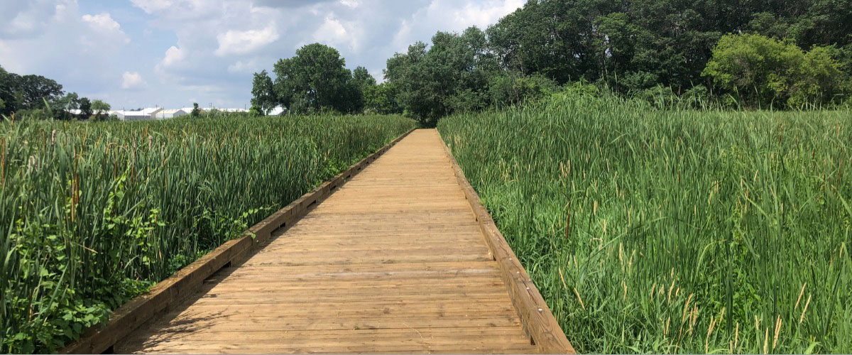 A boardwalk travels through a green marsh with green trees in the distance.