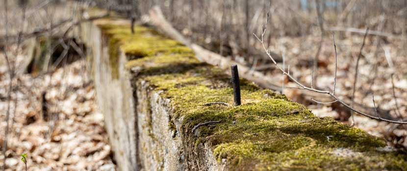 Moss grows around the concrete remains. Bare branches and fallen leaves are blurred in the background.