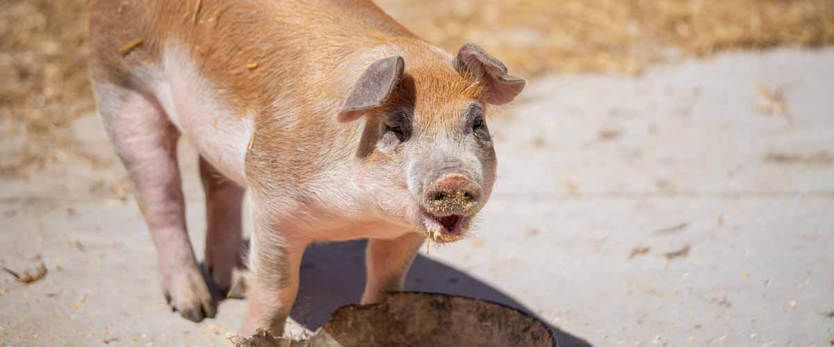 A pig looks up from its meal with feed on its snout.