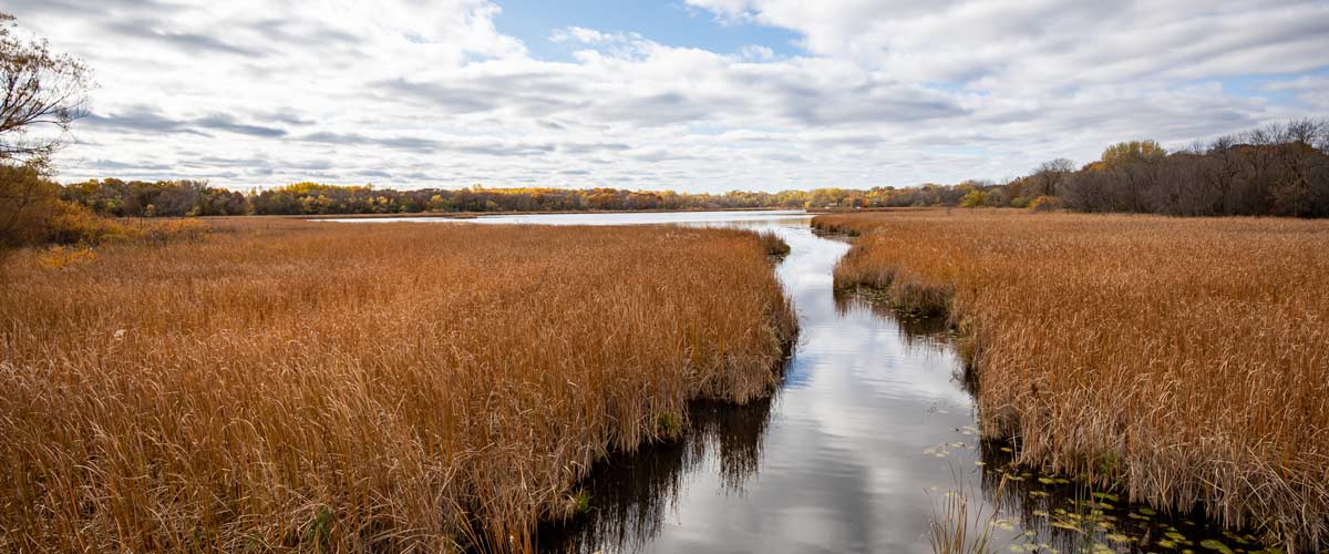 Photo of a still lake, filled with golden-colored reeds in autumn.