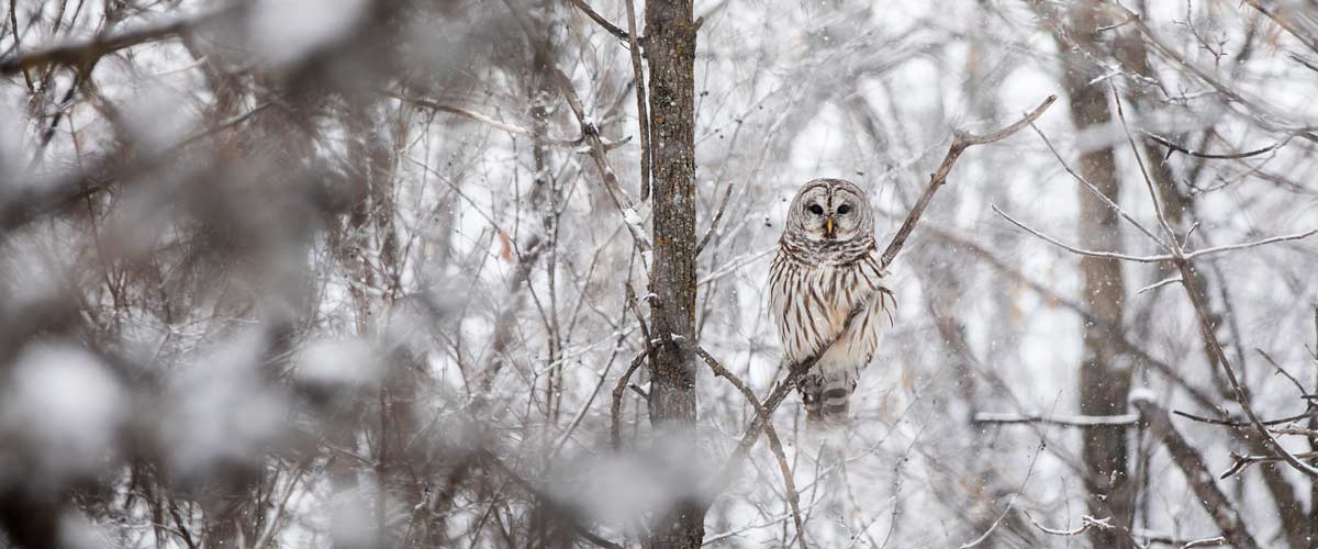 Photo of an barred owl sitting on a branch among snowy trees in the woods.