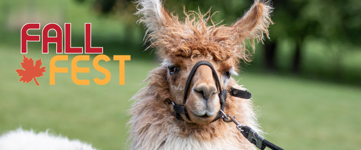 A photo of a llama with the Fall Fest logo in top corner.
