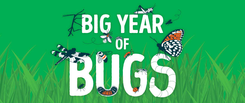 Illustration of "Big Year of Bugs" with a variety of different bugs climbing on the letters with a grassy background.
