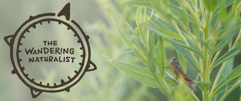 The Wandering Naturalist logo is placed on the left side of a photo of a grasshopper sitting on a leaf.