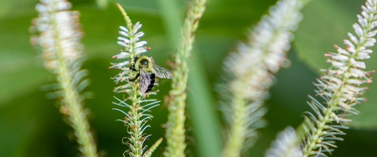 A bumblebee sits on the stem of a plant.