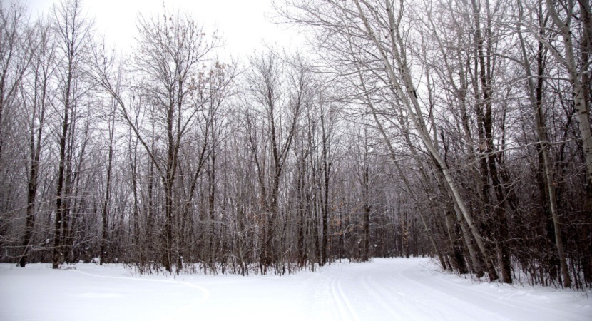 A snow-covered cross-country ski trail with trees in the background