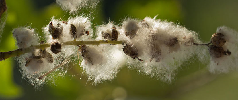  Hvite, fuzzy cottonwood frø stikker ut fra en liten gren.