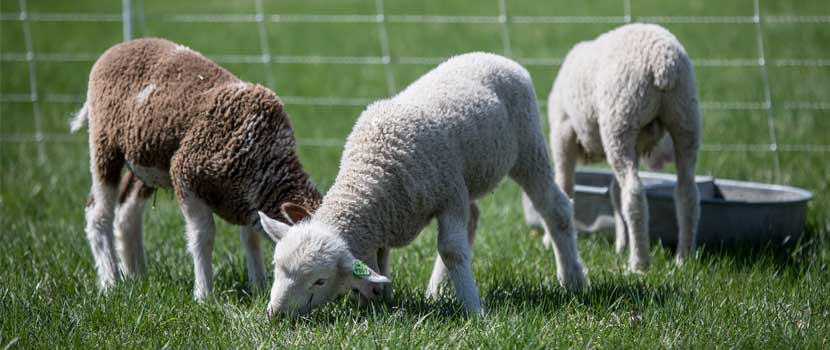 three lambs grazing on grass.