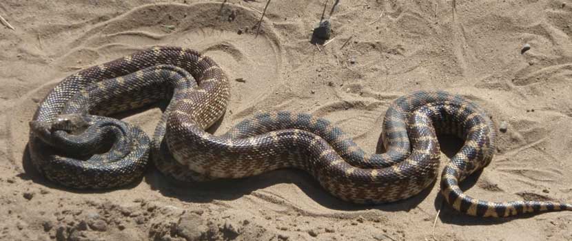 mating snakes.