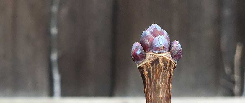 an image of round buds on the end of a stem.