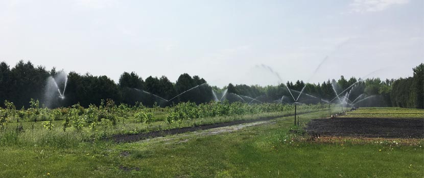 A row of seedlings is watered by sprinklers at the Three Rivers nursery.