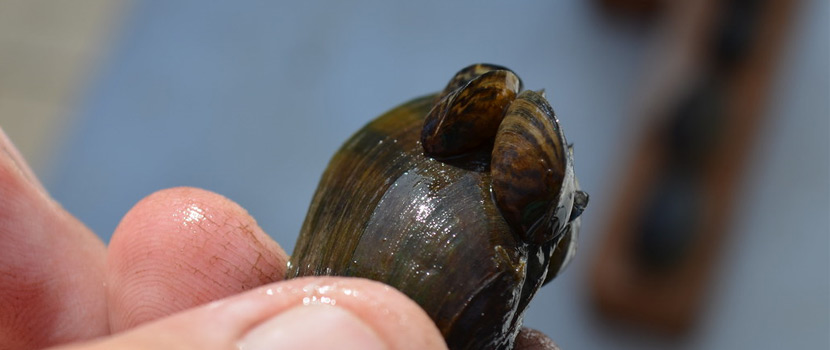 Two small, striped mussels are attached to a larger mussel.