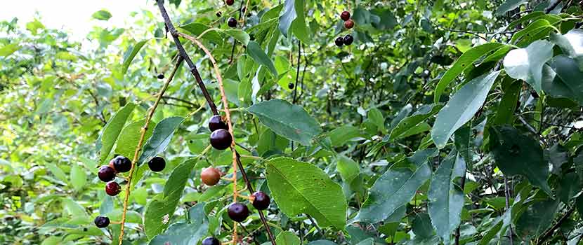 black cherry tree showing fruit on a twig