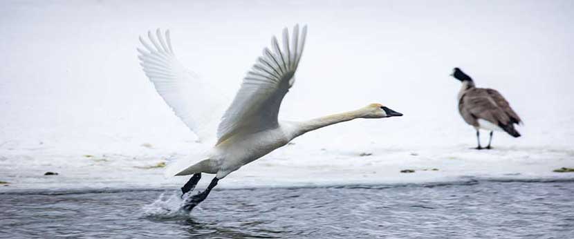 A trumpeter swan takes flight out of the water.