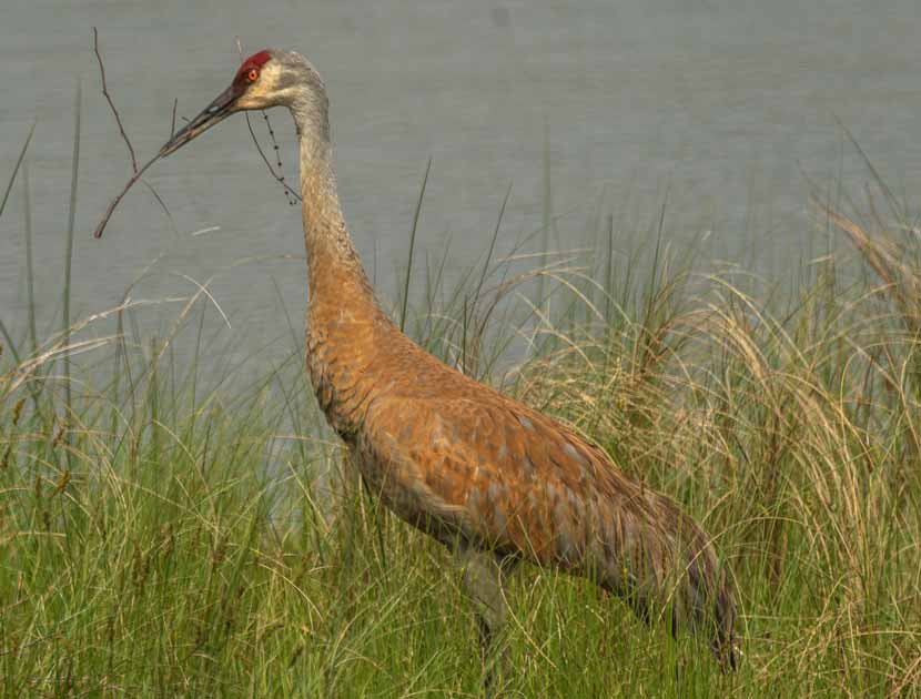 A sandhill crane stands in the grasses near water.