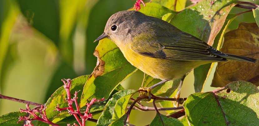 A Nashville warbler sits on a branch with green leaves.