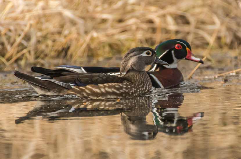 A male wood duck and a female wood duck float on the water.