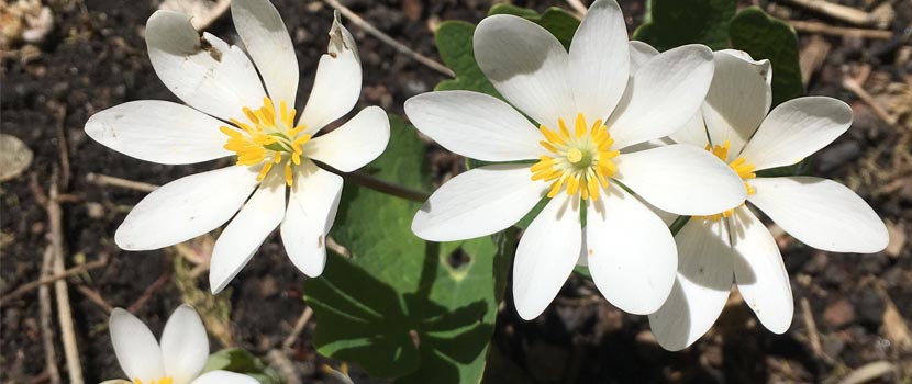 White flowers with yellow centers grow from the forest floor.