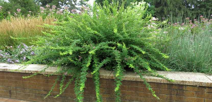 Bush clover plant