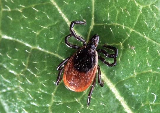 close up of a deer tick on a green leaf