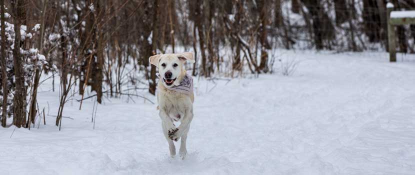 A dog bounds through the snow at the Spring Lake Dog Off-Leash Area.