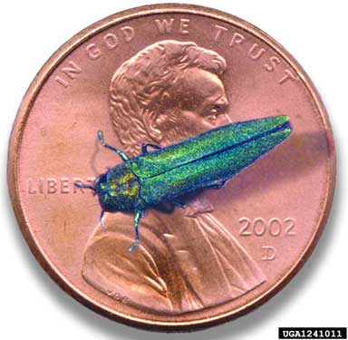An EAB on top of a penny for size (smaller than the diameter).