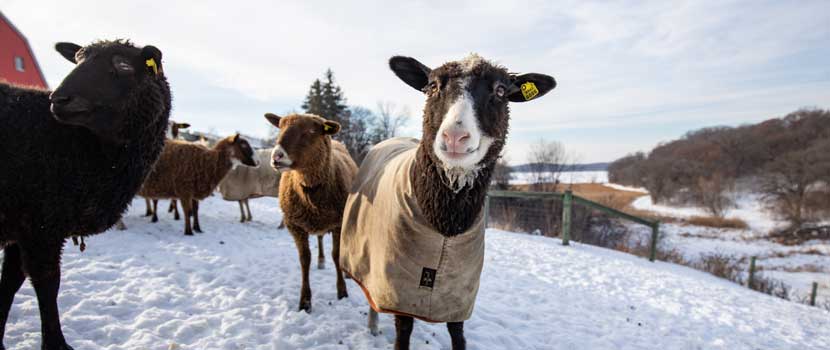 A sheep with a brown coat stands in the snow at Gale Woods Farm.