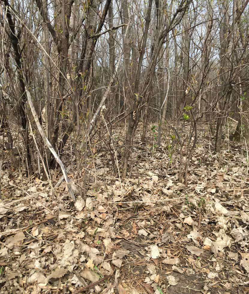 The edge of the forest is bare after the garlic mustard has been pulled.