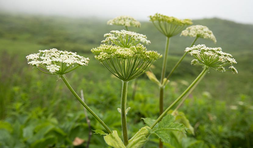 White flowers on a cow parsnip plant grow like umbrella ribs from a central stem.