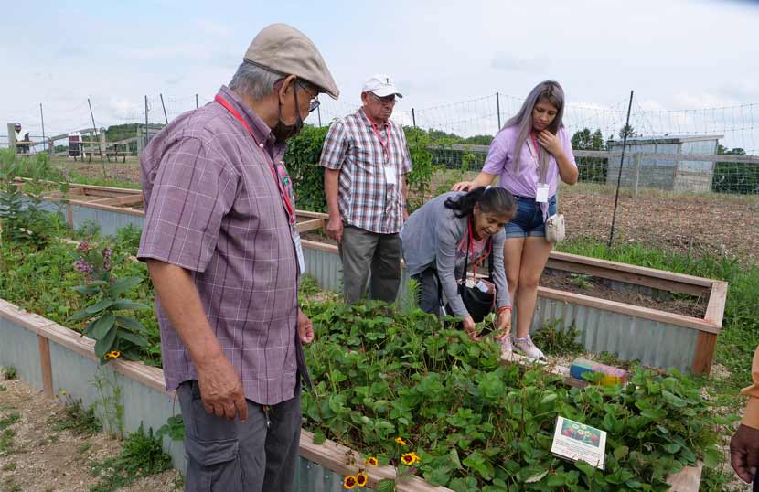 Members of the Latino seniors group explore the vegetable gardens.