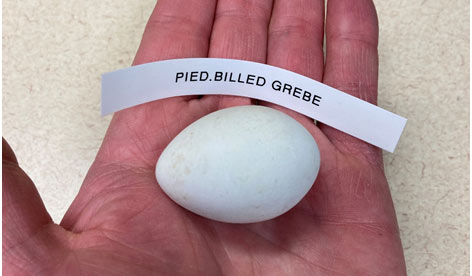 A hand holds an egg from a pied-billed grebe.