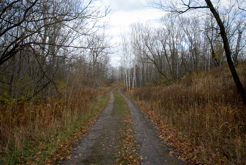 A trail cuts through the woods on a cloudy autumn day.