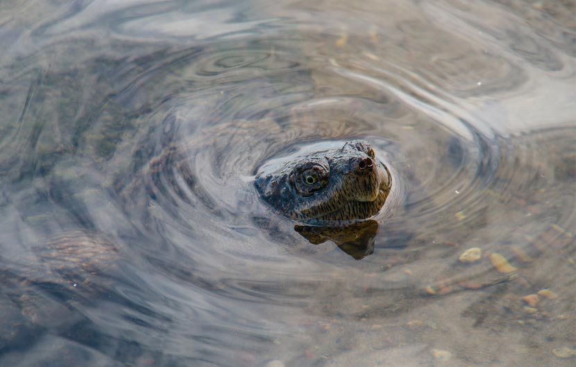 A snapping turtle in the water pokes it's face above the water.